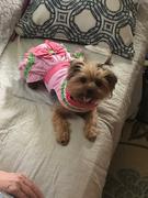DinkyDogClub Watermelon Dog Dress Review