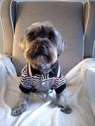 DinkyDogClub Max's Closet Black & White Striped Dog Polo Shirt Review