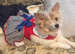 DinkyDogClub Sailor Girl Dog Dress by Doggie Design Review