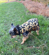 DinkyDogClub Gold Paw Series Stretch Fleece for Small Dogs - Leopard Review