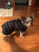 DinkyDogClub Alpine Extreme Weather Puffer Coat for Dogs Review