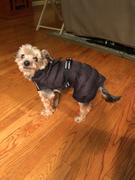 DinkyDogClub Alpine Extreme Weather Puffer Coat for Dogs Review