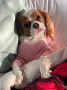 DinkyDogClub Sweet Dreams Dog Pajamas Review