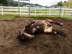 Mushroom Matrix Equine MRM Matrix Review