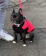 Gooby Fashion Vest Review
