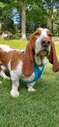 Gooby Convertible Z Harness Review