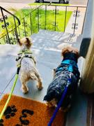 Gooby Comfort X Harness Dual Snap Review
