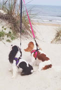 Gooby Escape Free® Easy Fit Harness Review