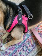 Gooby Escape Free® Easy Fit Harness Review