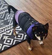 Gooby Stretch Fleece Review