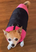 Gooby Stretch Fleece Review