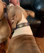 Pit Bull Gear NU2 - 1 Name Plate Dome Studded Leather Collar Review