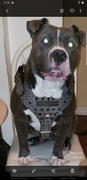 Pit Bull Gear NH8 - Name Plate Cone Spiked Leather Harness Review