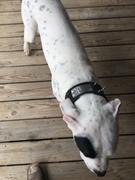 Pit Bull Gear NJ2 - 2 1/2 Name Plate Spiked Collar Review