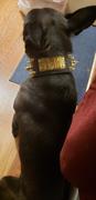 Pit Bull Gear NJ2 - 2 1/2 Name Plate Spiked Collar Review