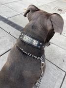 Pit Bull Gear VN1 - 1 1/2 Name Plate Cone Studded Collar Review