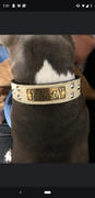 Pit Bull Gear VN1 - 1 1/2 Personalized Cone Studded Collar Review