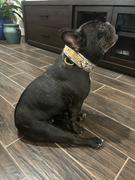 Pit Bull Gear VN1 - 1 1/2 Personalized Cone Studded Collar Review