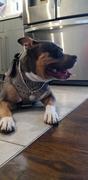 Pit Bull Gear NH12 - Personalized Bully Leather Harness Review