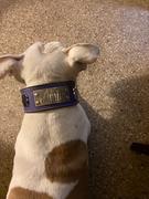Pit Bull Gear NJ14 - 2 1/2 Name Plate Bully Stud Leather Collar Review