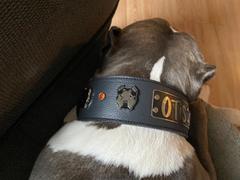 Pit Bull Gear NJ15 - 2 1/2 Personalized Bully & Gems Leather Collar Review