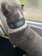 Pit Bull Gear NJ15 - 2 1/2 Personalized Bully & Gems Leather Collar Review