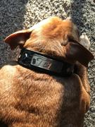 Pit Bull Gear NV27 - 1 1/2 Name Leather Collar w/Gems Review