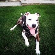 Pit Bull Gear Y08 - Spiked Leather Dog Harness Review