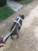 Pit Bull Gear Y05 - Spiked Leather Dog Harness Review