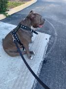 Pit Bull Gear Sport Cut Leather Dog Harness Review