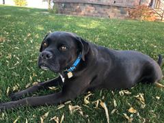 Pit Bull Gear U2 - 1 Wide Studded Leather Dog Collar Review
