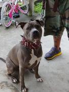 Pit Bull Gear XC30 - 3 Multi Spiked Leather Dog Collar Review