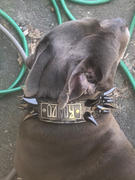 Pit Bull Gear WN14 - 2 Name Plate Dragon Spiked Leather Dog Collar Review