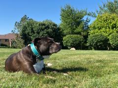 Pit Bull Gear C1 - 1.5 Wide Leather Collar Review
