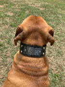Pit Bull Gear TW12 - 2 Name Plate Tapered Dog Collar w/Studs Review
