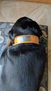 Pit Bull Gear TW12 - 2 Name Plate Tapered Dog Collar w/Studs Review