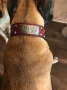 Pit Bull Gear TW12 - 2 Name Plate Tapered Dog Collar w/Studs Review