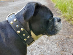 Pit Bull Gear V15 - 1 1/2 Studded Leather Dog Collar Review
