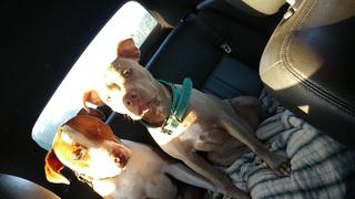 Pit Bull Gear V28 - 1 1/2 Diablo Hearts & Gems Leather Collar Review