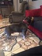 Pit Bull Gear W18 - 2 Leather Spiked Dog Collar Review