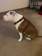 Pit Bull Gear 2-Ply Latigo Leather Dog Harness w/Studs Review