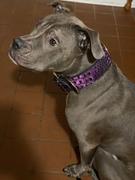 Pit Bull Gear W1 - 2 Wide Leather Dog Collar Review