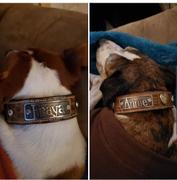 Pit Bull Gear DV2 - 1 1/2 Name Diablo Hearts & Gems Leather Collar Review