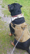Pit Bull Gear TW32 - 2 Tapered Name Plate Leather Collar w/Bucket Studs Review