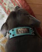 Pit Bull Gear TW32 - 2 Tapered Name Plate Leather Collar w/Bucket Studs Review