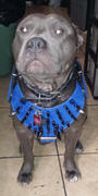 Pit Bull Gear Y26 - Multiple Spiked Leather Dog Harness Review