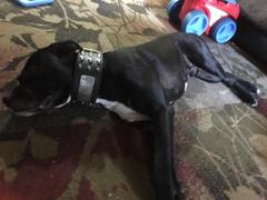 Pit Bull Gear XN1 - 3 Name Plate Collar with Bucket Studs Review