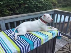 Pit Bull Gear V7 - 1 1/2 Hearts & Gems Leather Collar Review