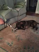 Pit Bull Gear 25 Tug - Dog Rope Toy Heavy Duty Review