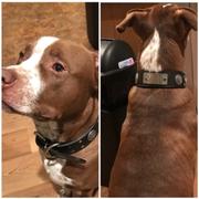 Pit Bull Gear W51 - 2 Personalized Military Leather Dog Collar Review